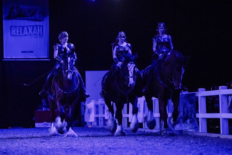 Hund und Pferd 2024 Gladiator Horses